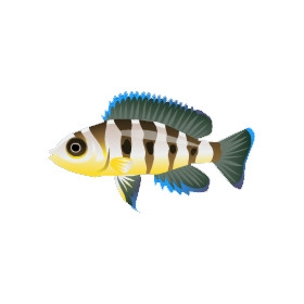 Gold Cichlid